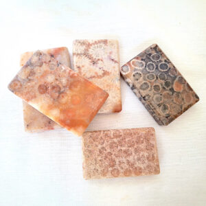 Agate - Coral Agate, Fossils + 3,5 x 2 cm